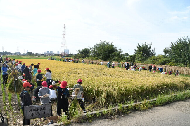 写真：座間小学校5年生の稲刈り体験12
