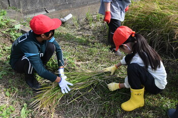 写真：座間小学校5年生の稲刈り体験5