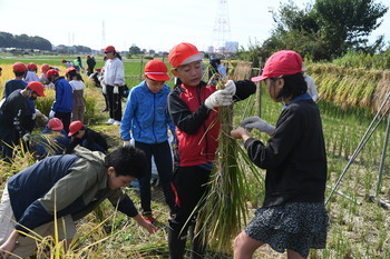 写真：座間小学校5年生の稲刈り体験7
