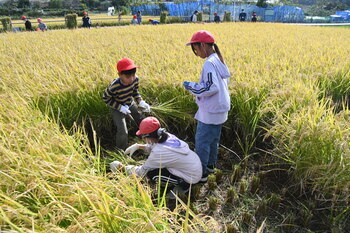 写真：座間小学校5年生の稲刈り体験8
