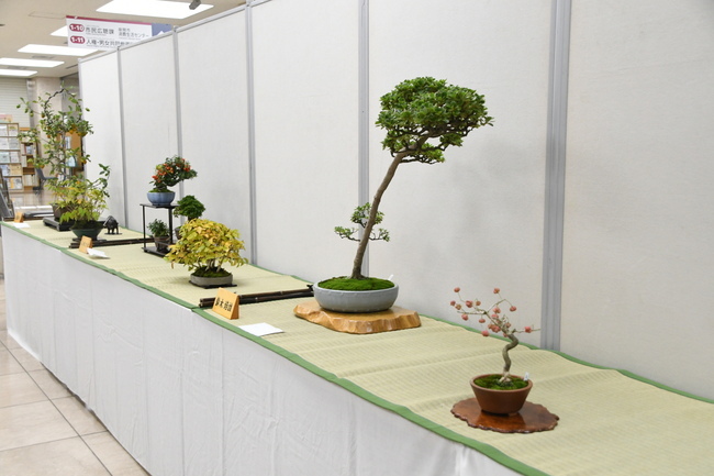 写真：さつき盆栽展の様子