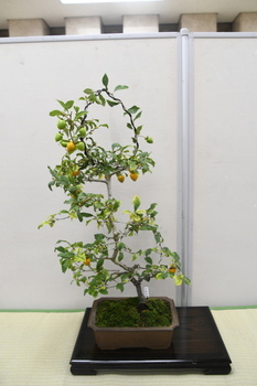 写真：展示作品11