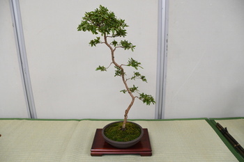 写真：展示作品3