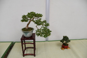写真：展示作品4