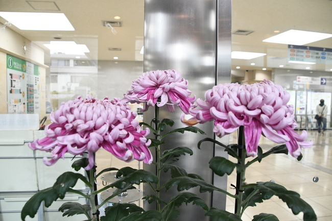 写真：菊花展1