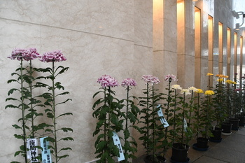 写真：菊花展2