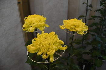 写真：菊花展3
