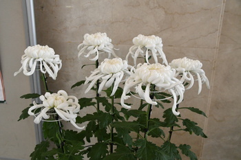 写真：菊花展4