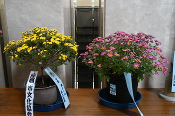 写真：菊花展5