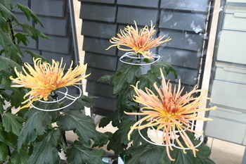 写真：菊花展6
