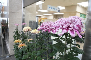 写真：菊花展7