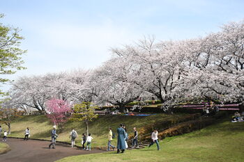 写真：かにが沢桜祭り
