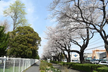 写真：東原桜並木のサクラ1