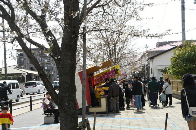 写真：さがみ野さくら祭り