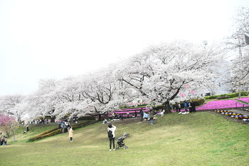 写真：かにが沢公園のサクラ1