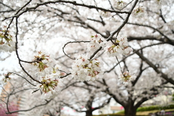 写真：かにが沢公園のサクラ2
