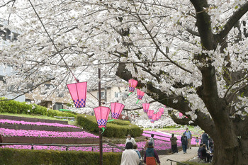 写真：かにが沢公園のサクラ3