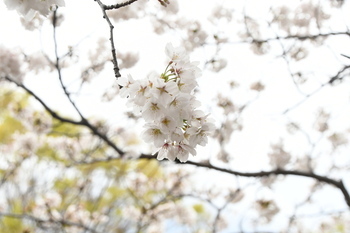 写真：かにが沢公園のサクラ4