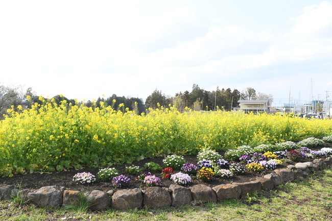 写真：芹沢公園の菜の花を含む花壇