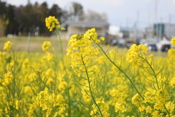 写真：芹沢公園の菜の花の様子1