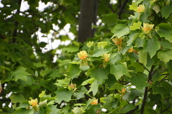 写真：市役所東側広場に咲くユリノキの花