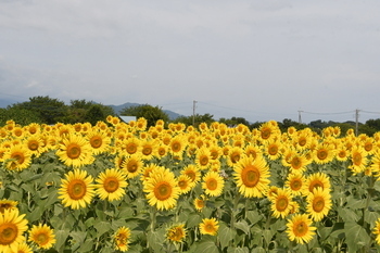 写真：ひまわりまつり（座間会場）の様子4