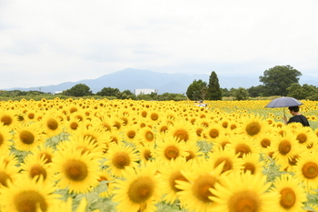 写真：ひまわりまつり（四ツ谷会場）の様子1