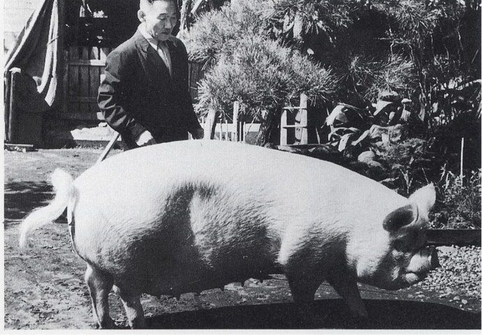 写真：養豚