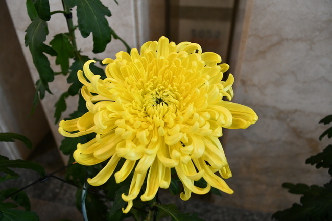 写真：菊花展1