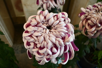 写真：菊花展4