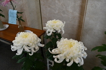 写真：菊花展2