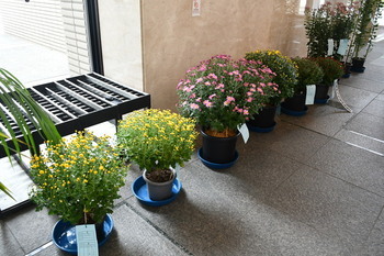 写真：菊花展7