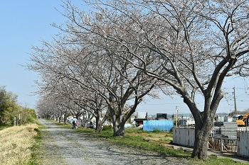 写真：相模川沿いに咲くサクラ（引き）