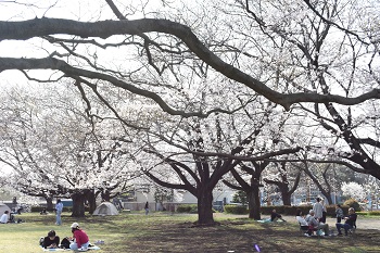 写真：芹沢公園のサクラ（引き）