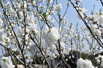 写真：相模川沿いに咲く白いサクラ