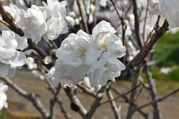 写真：相模川沿いに咲くサクラ（アップ）