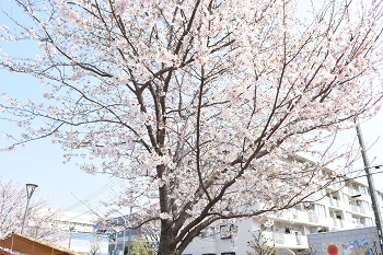 写真：東原のサクラ（引き）