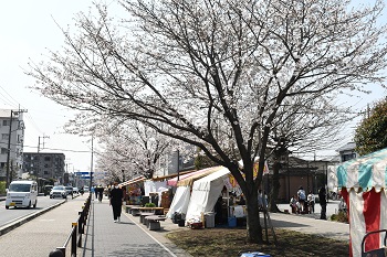 写真：東原のサクラ（五分咲き）