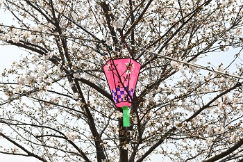 写真：かにが沢公園のサクラと提灯