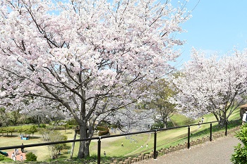 写真：かにが沢公園のサクラ（引き）
