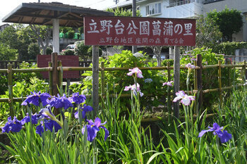 写真:立野台公園の看板と紫色とピンク色のハナショウブが咲く様子
