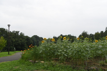 芹沢公園のヒマワリが複数咲く様子（引き）